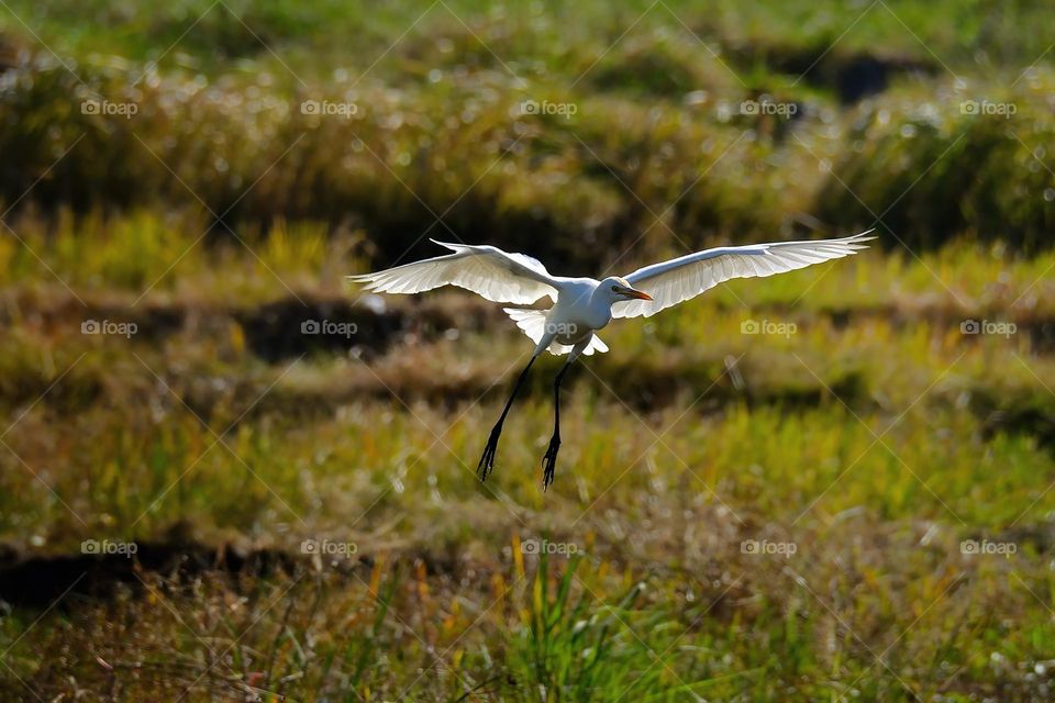 ready landing