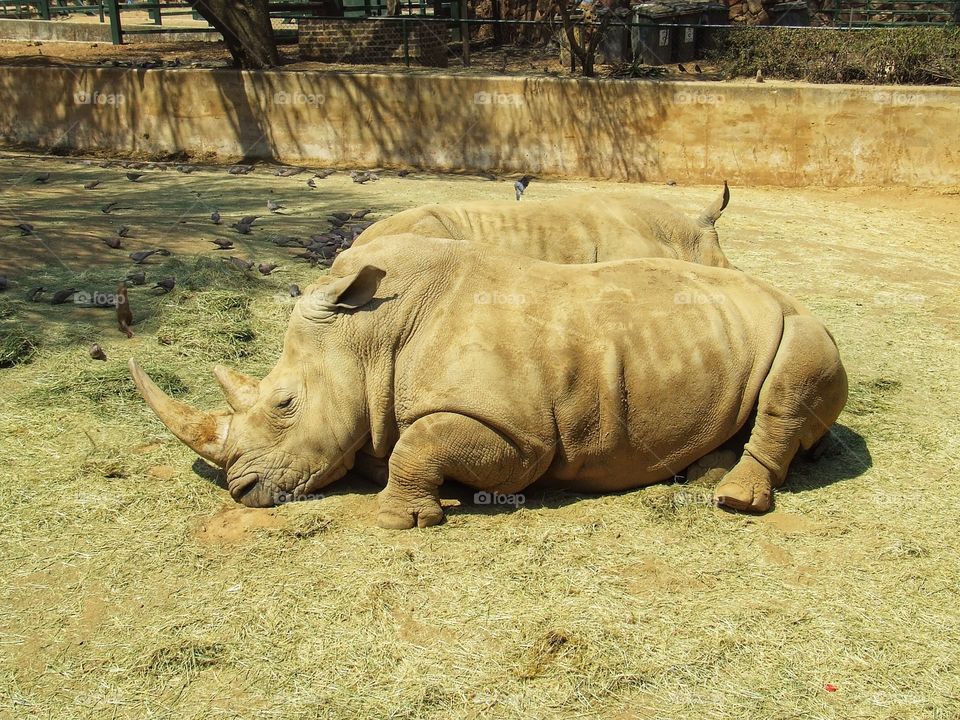 Rhino lying down in the sun