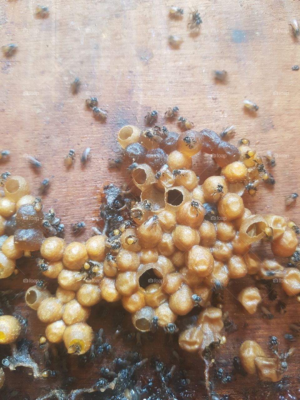 inside beehive with bee and eggs, larva