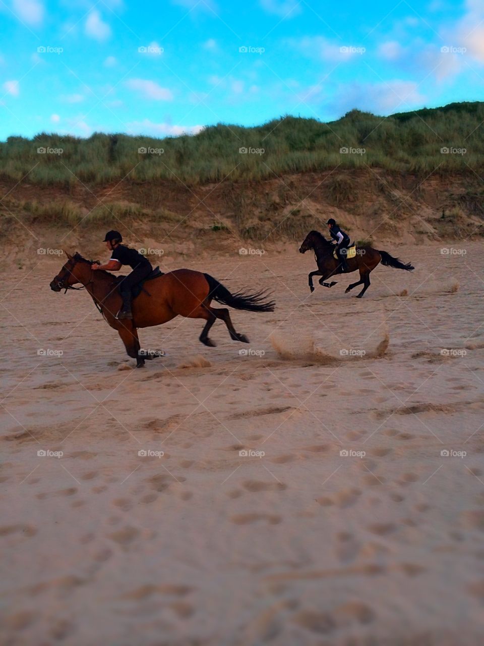 Horses at the Beach. Horses galloping at the beach 