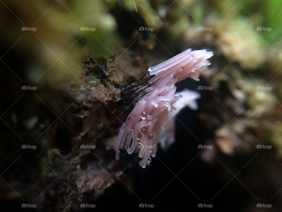 Stemonitis slime mold. 