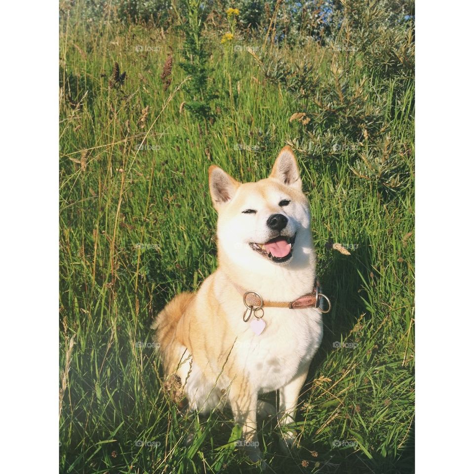 Smiling shiba