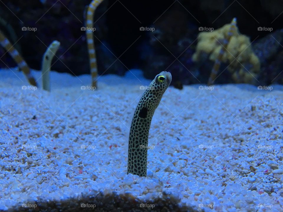 Curious eel 