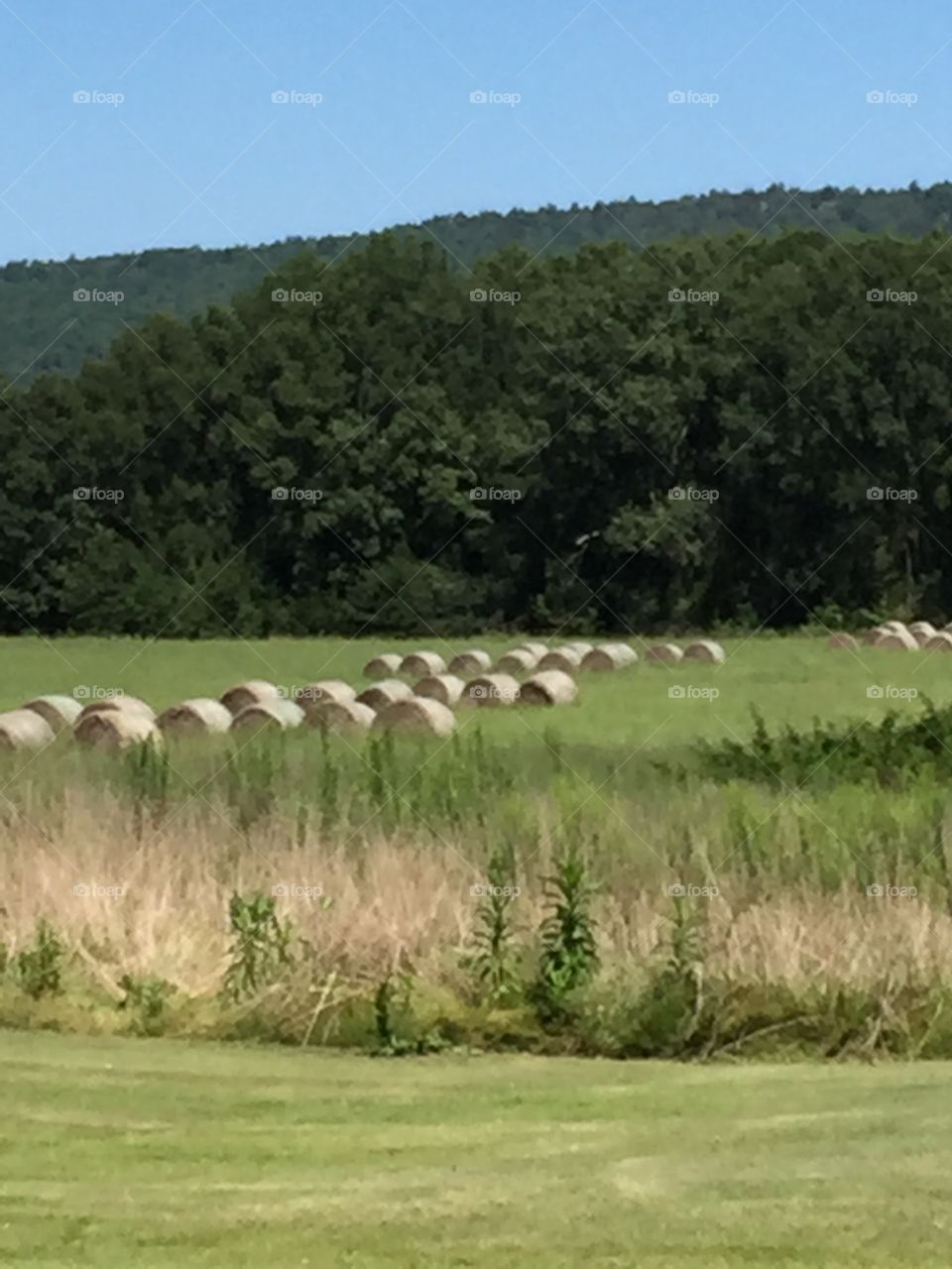 Chamberlyne Field. Late summer bales of hay sitting in a remote pasture 
