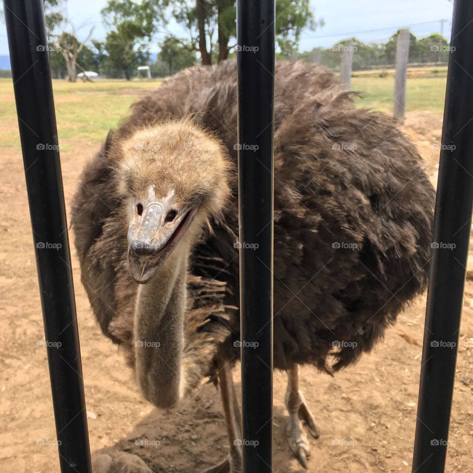 Australian Ostrich in yo face! 
