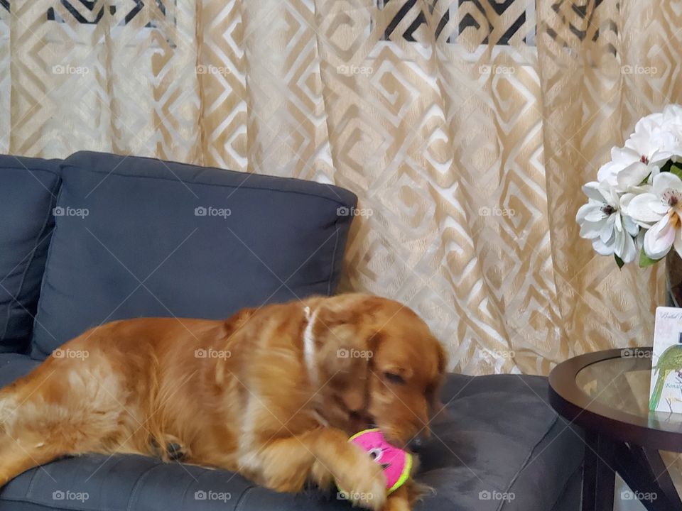 my cute golden retriever