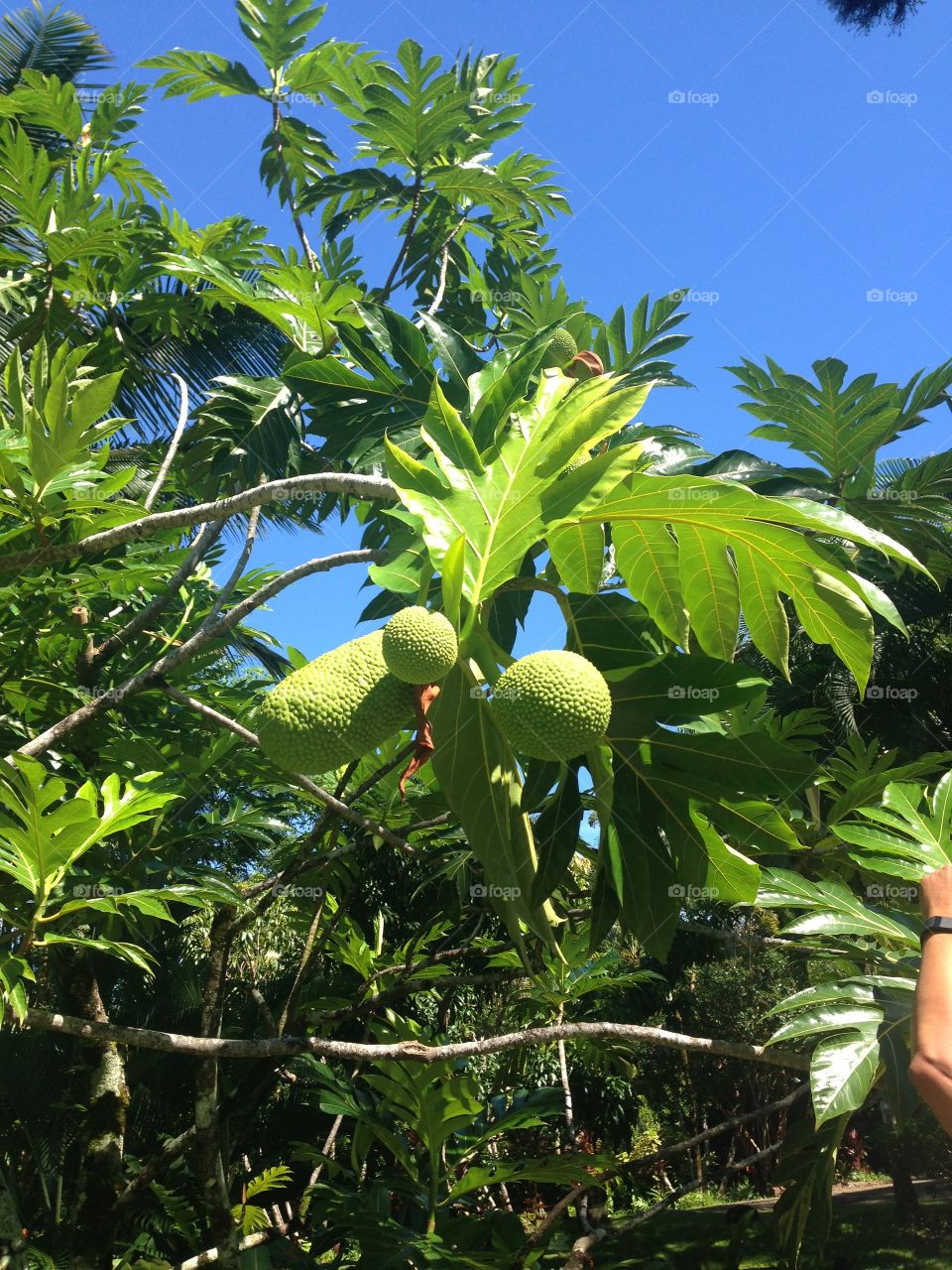 Jackfruit 