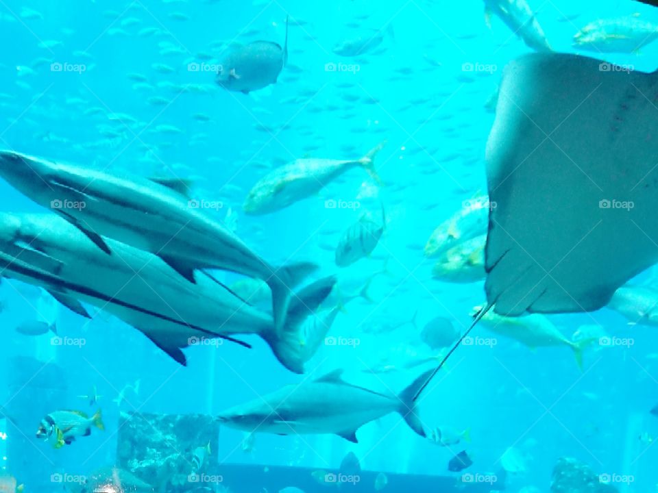 Dubai Atlantis the Palm Lost Chambers Aquarium