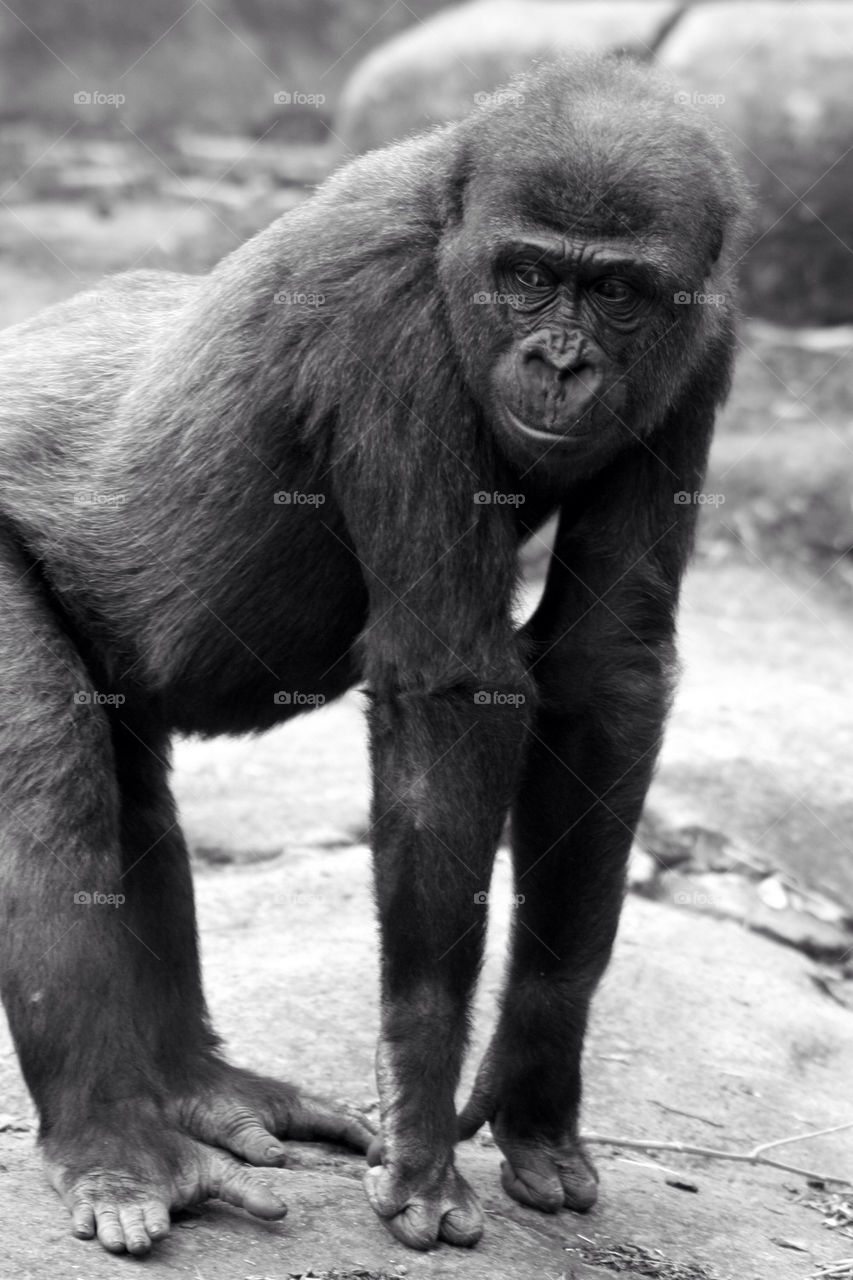 Gorilla looking away