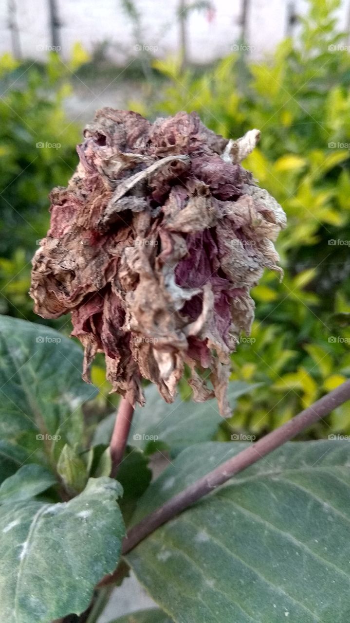 flowers life make softness in environment...safe and Healthy.