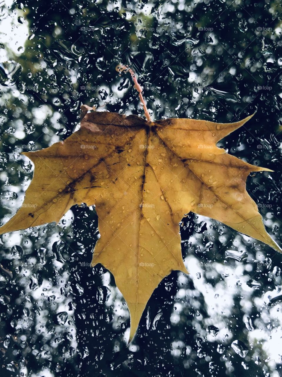 Wet yellow maple leaf stuck on a window with raindrops