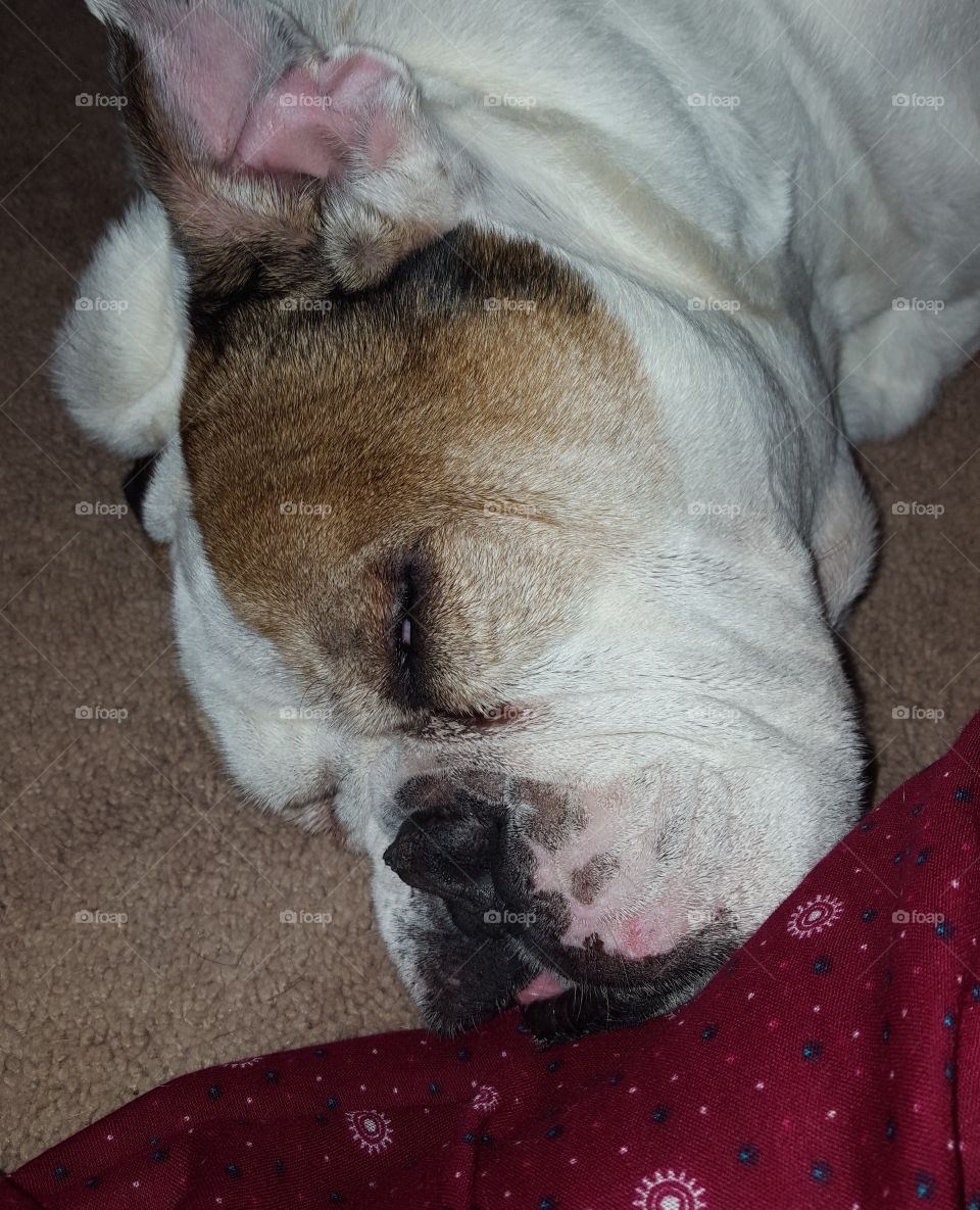 Bulldog Sleeping