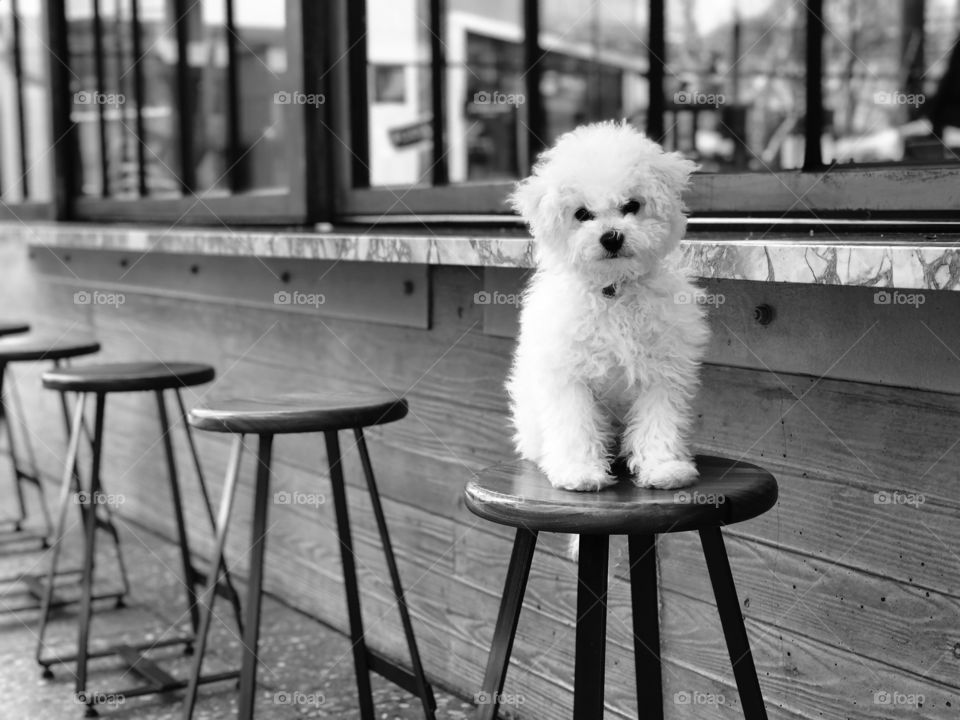 A monochrome shot of a furry little white puppy perched on top of a metal and wood stool in a line of stools. 