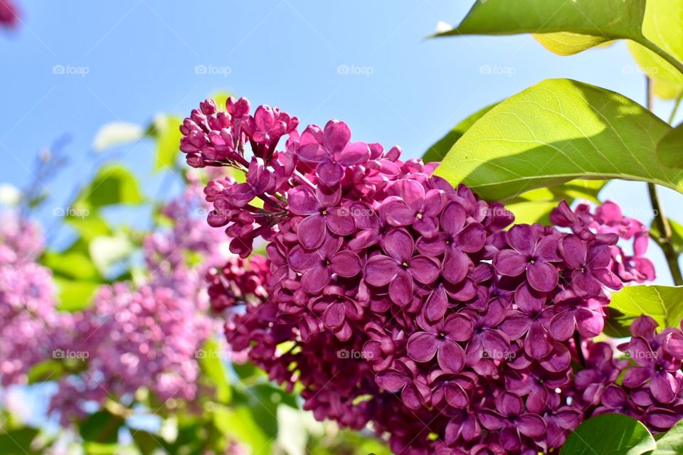 Beautiful lilac 