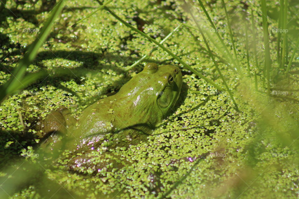 Camouflage green frog