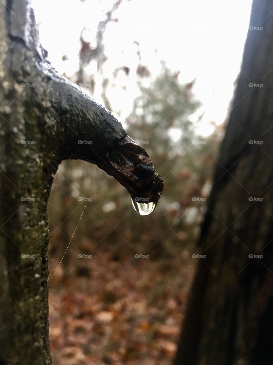 Raindrop clinging to a sprig
