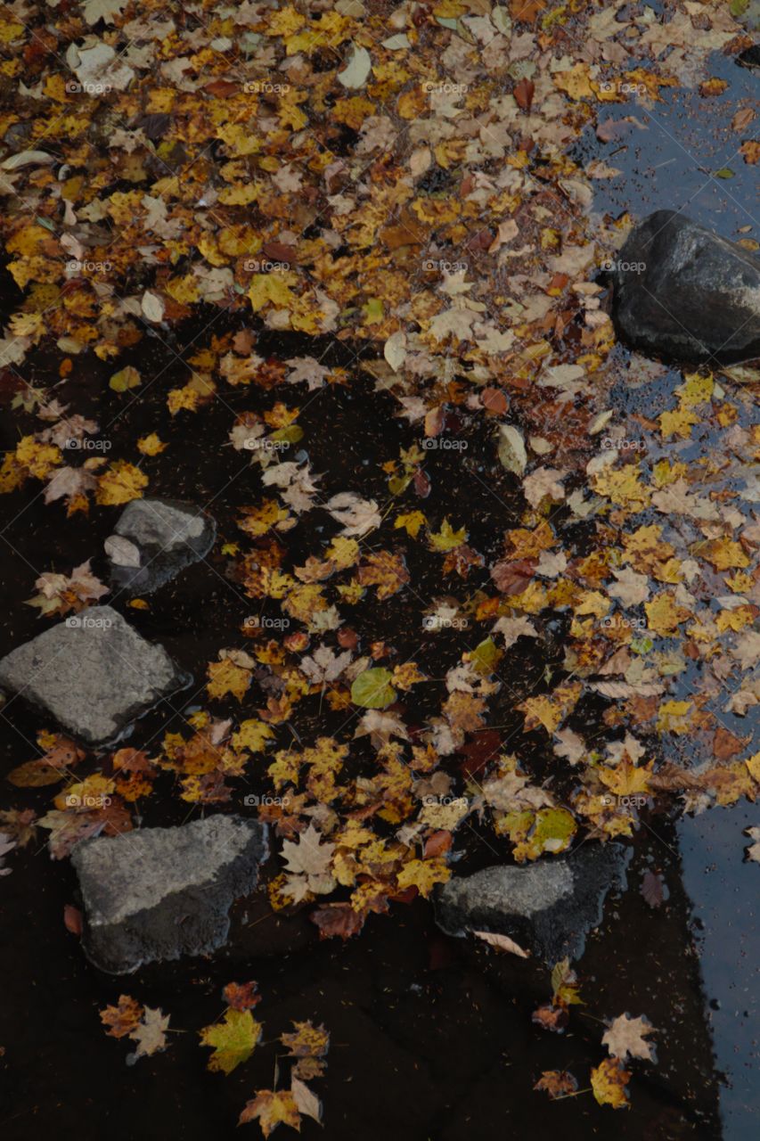 Fall leaves in the water