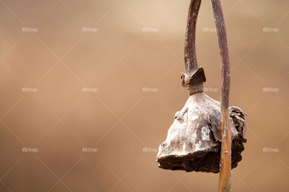 Close-up of a dry leaf