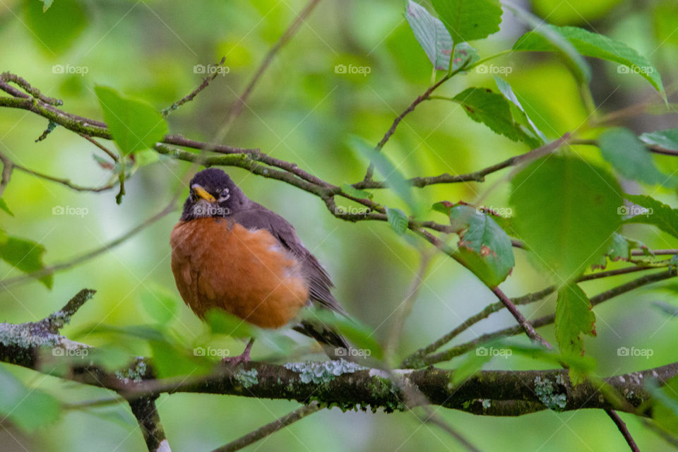 Cute robin songbird surrounded by green foliage in the spring. Little bird sitting on a tree branch with green leaves.  
