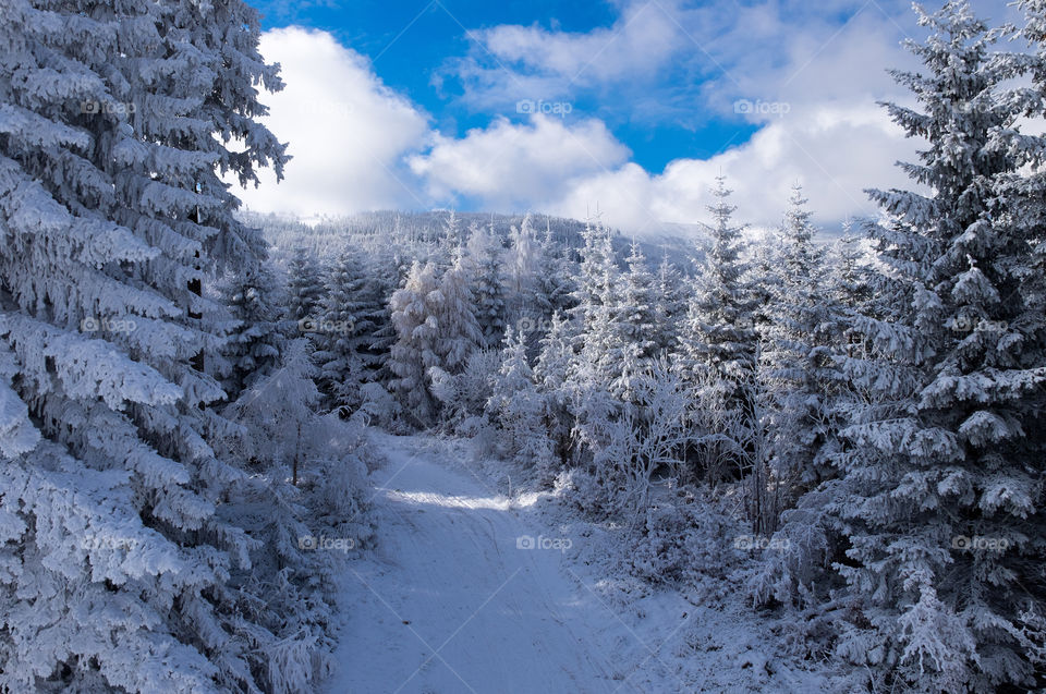 Snow, Winter, Frost, Cold, Wood