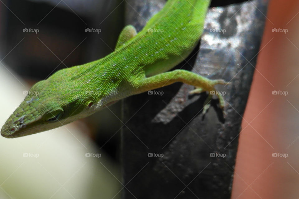 Green gecko in the garden