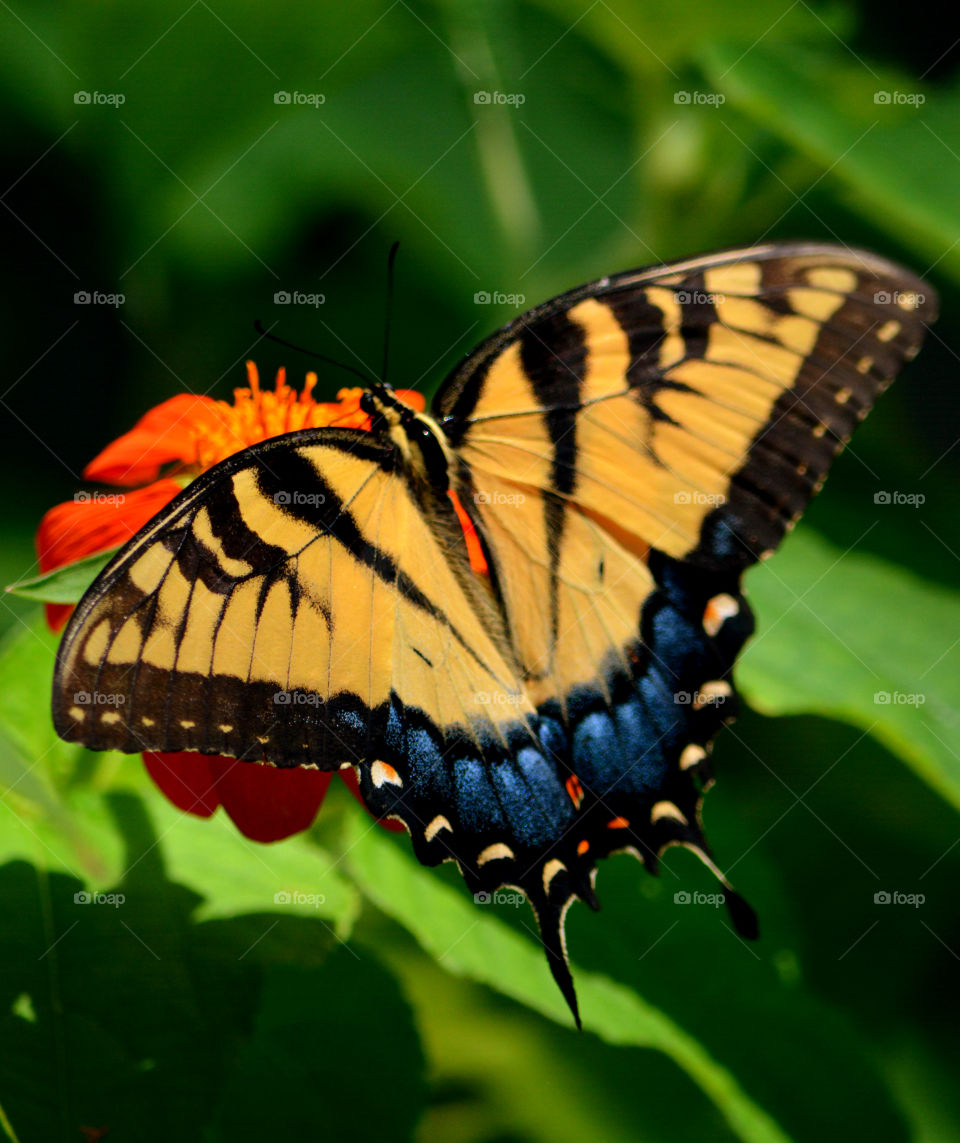 Marco photography: It's all about getting down and getting dirty. There is nothing more satisfying than to make a object such as an insect, rock, or flower into a Macro photograph!