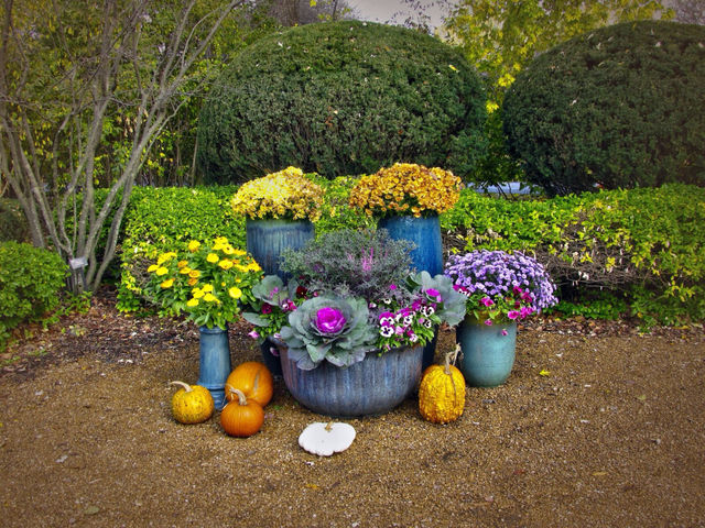flowers autumn beauty by landon