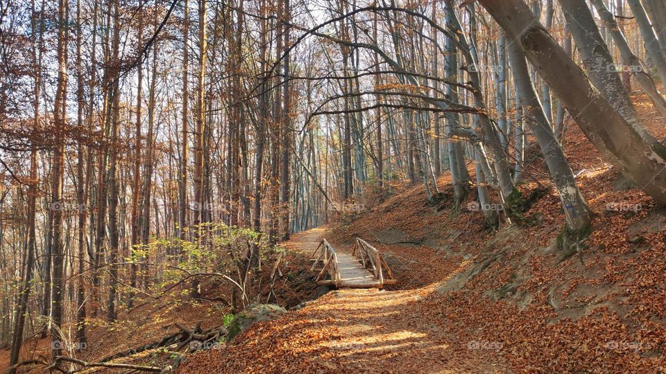 Autumn landscape in the mountain