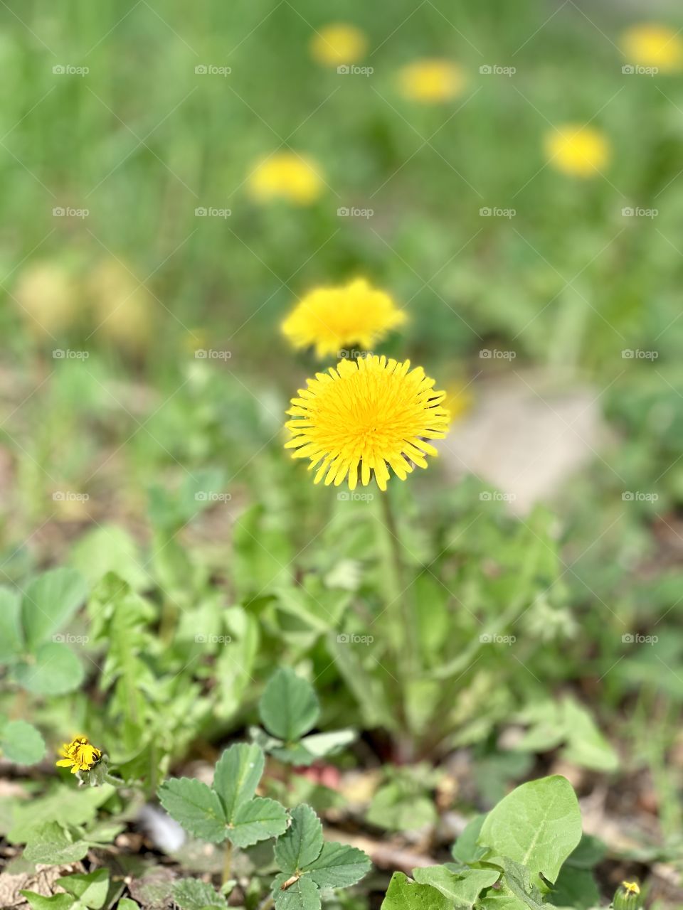 Bright yellow dandelions