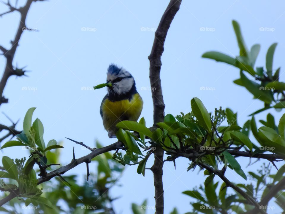 bluetit on a branch 