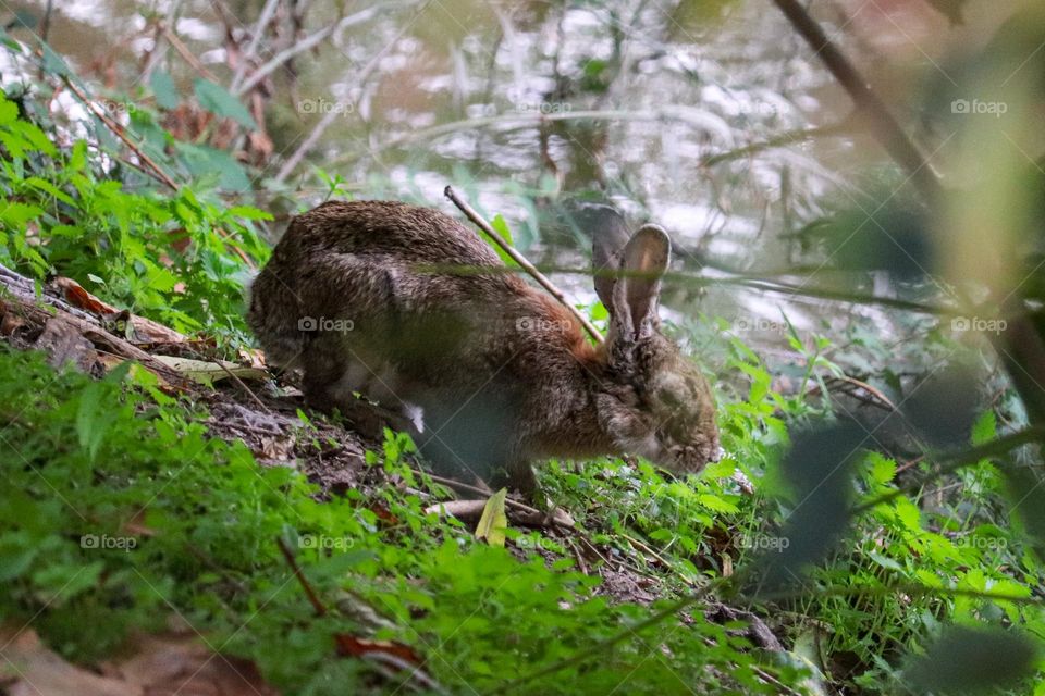 A wild rabbit in a wooded part of the city of Madrid