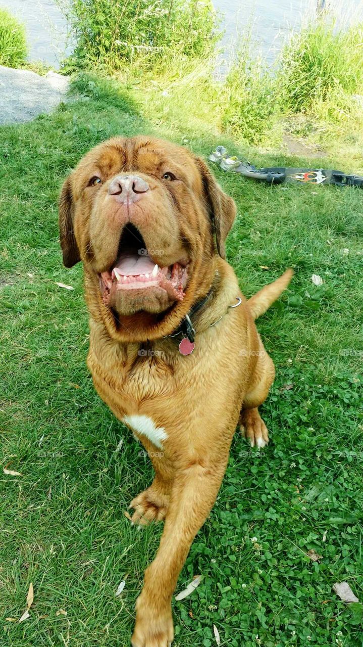 A big Dog de bordeaux sitting on grass with is mouth open