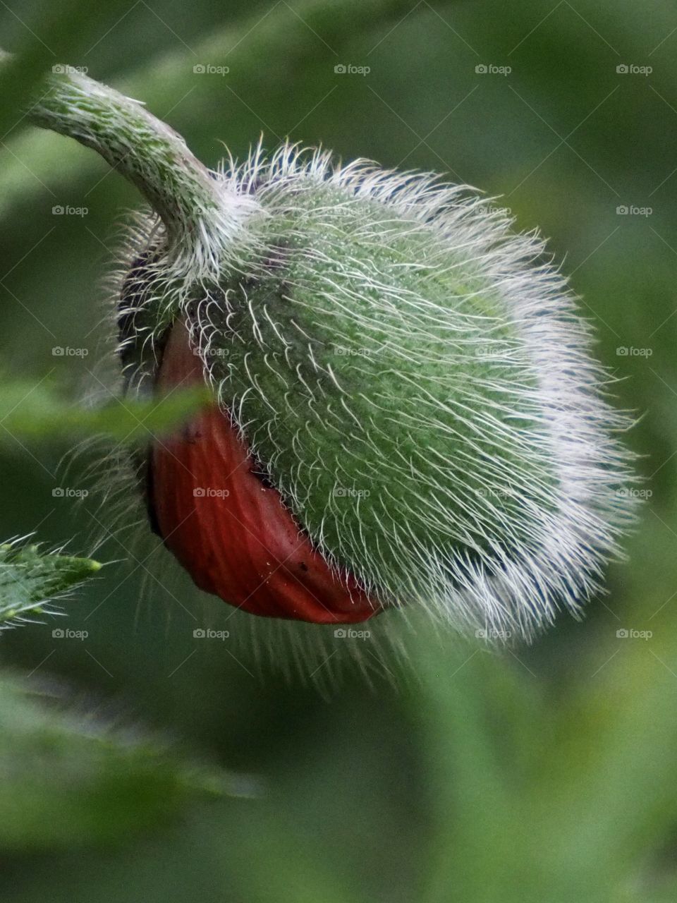 Unfolding Poppy bud