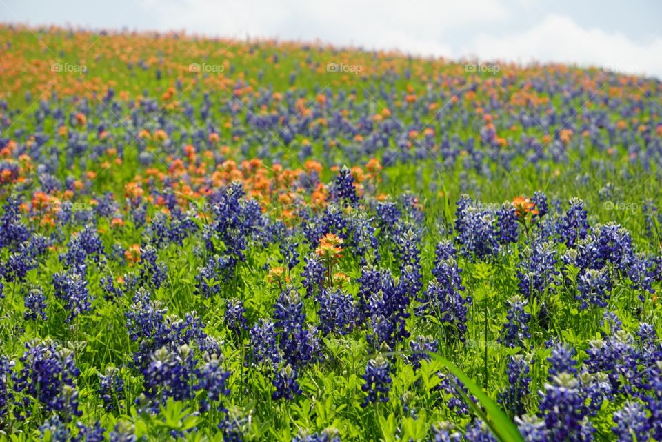 Bluebonnets & Indian Paintbrushes 