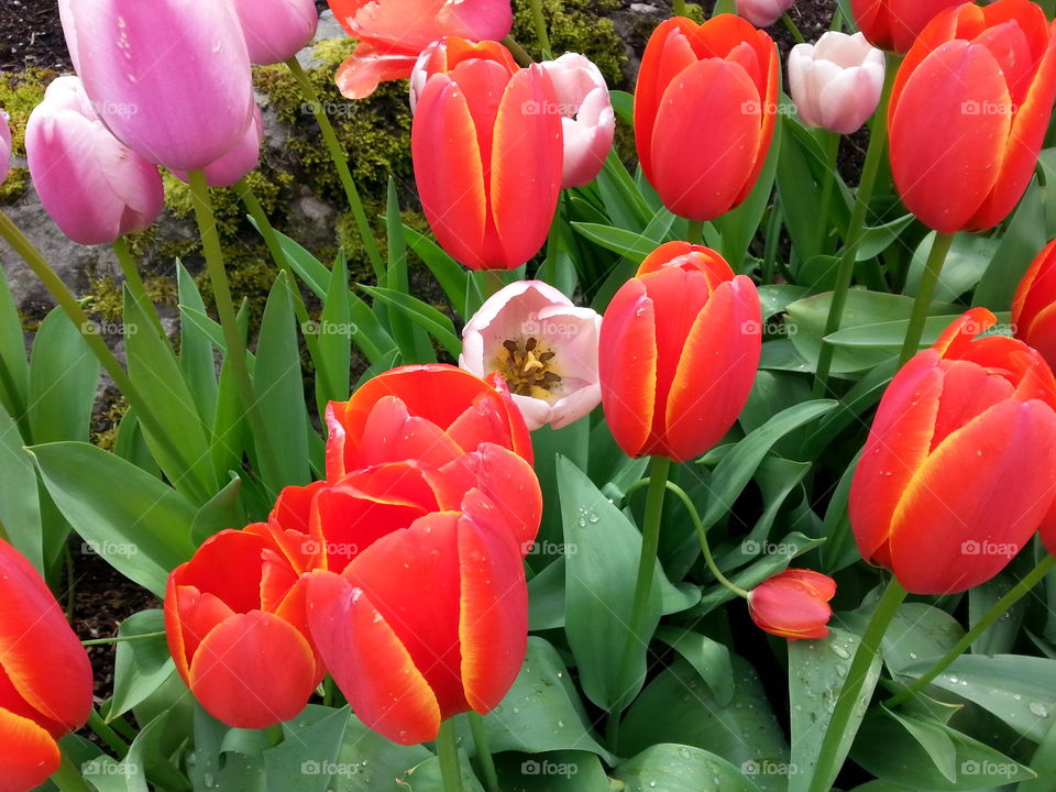 easter. tulips