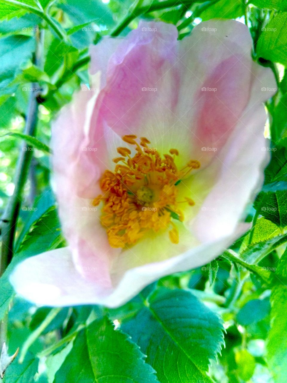 Nature, Leaf, Flower, Flora, Summer