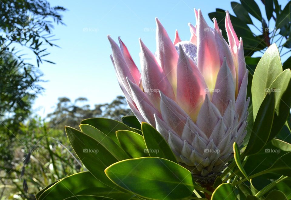 Beautiful closeup pink Queen Protea