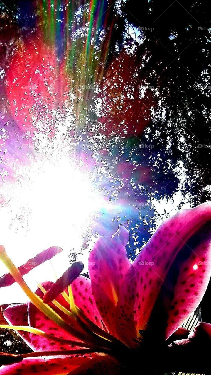 clash of color lily blooming summer sunshine summertime sunshine pinks reds yellow