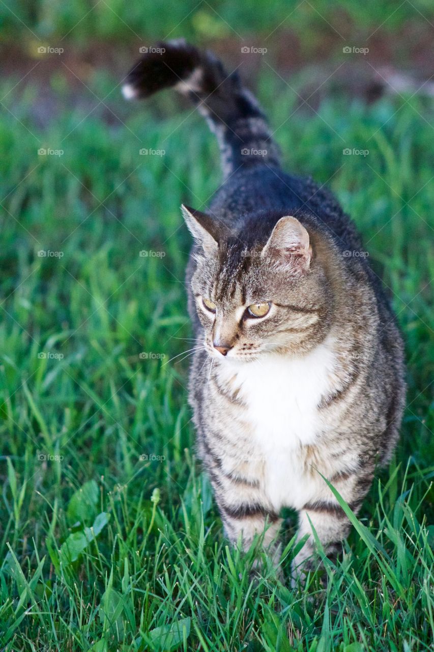 A grey tabby standing in the grass, looking off into the distance