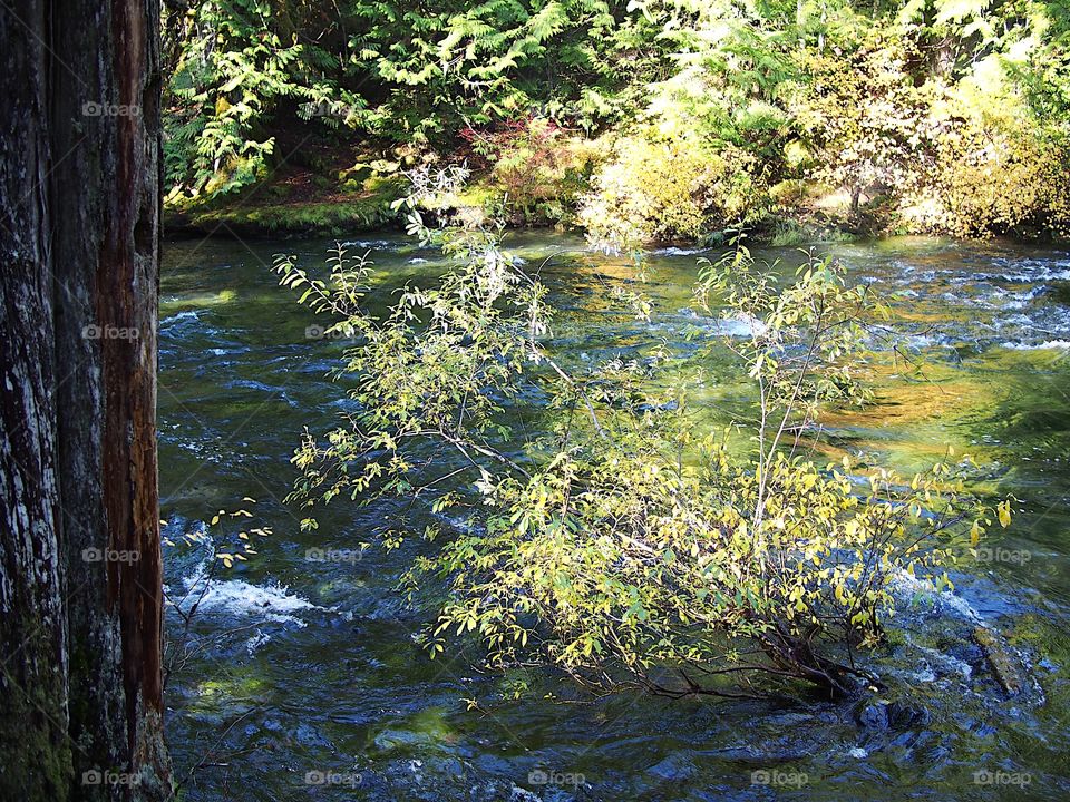 Sun rays penetrate the thick trees of the forests around Western Oregon’s McKenzie River and beautifully illuminate the water and surrounding trees on the banks of the river on a fall day.