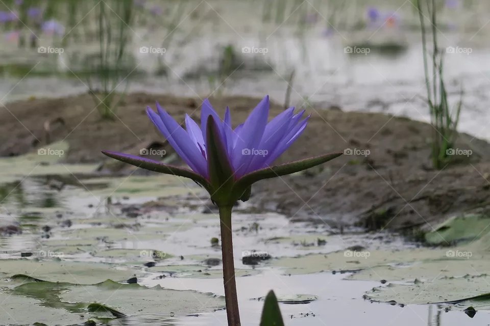 water flower