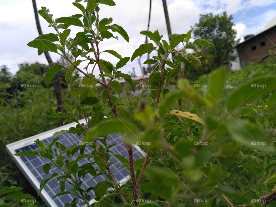 Mobile photography Tulsi plant
