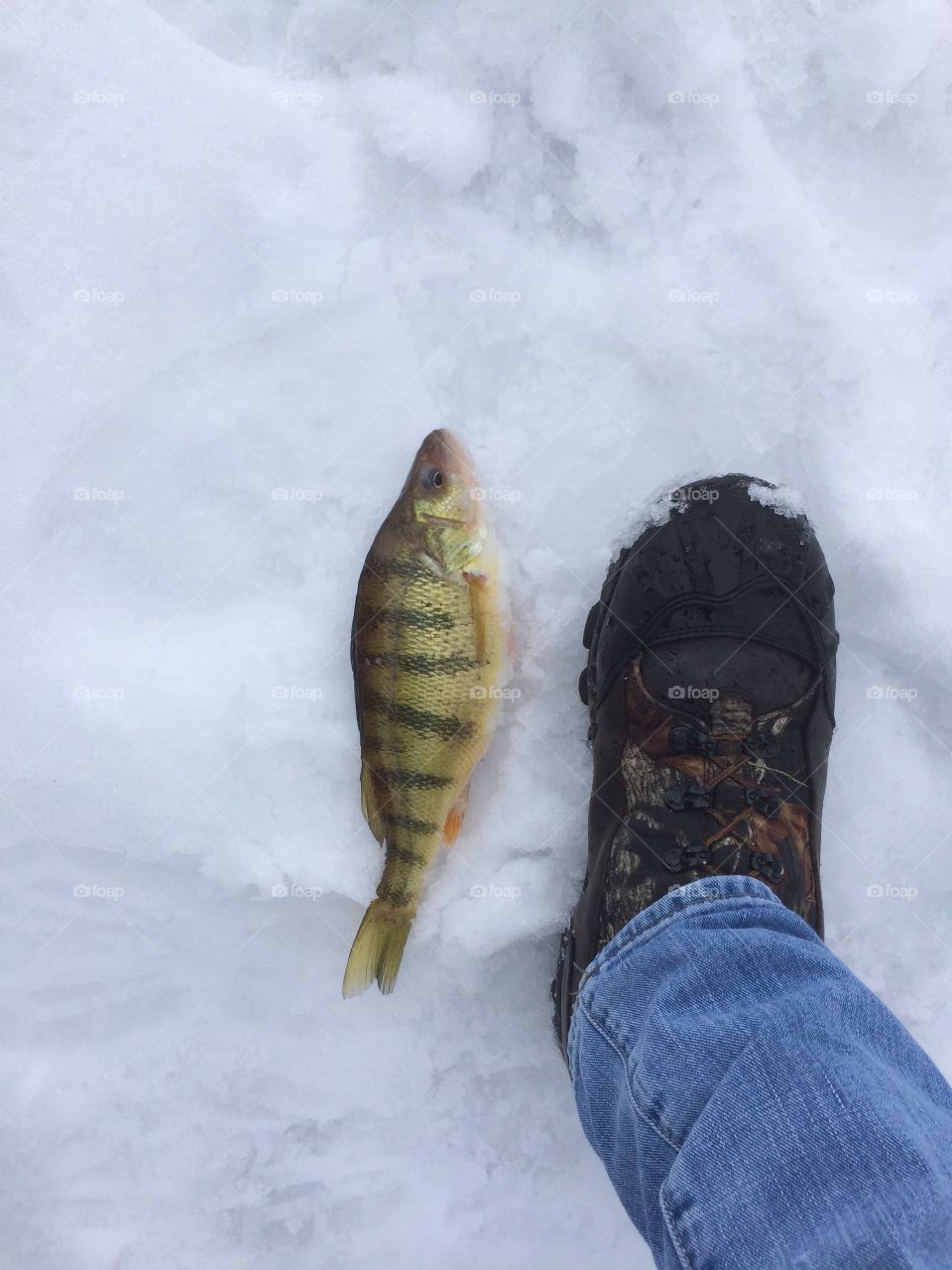 ice fishing for perch 