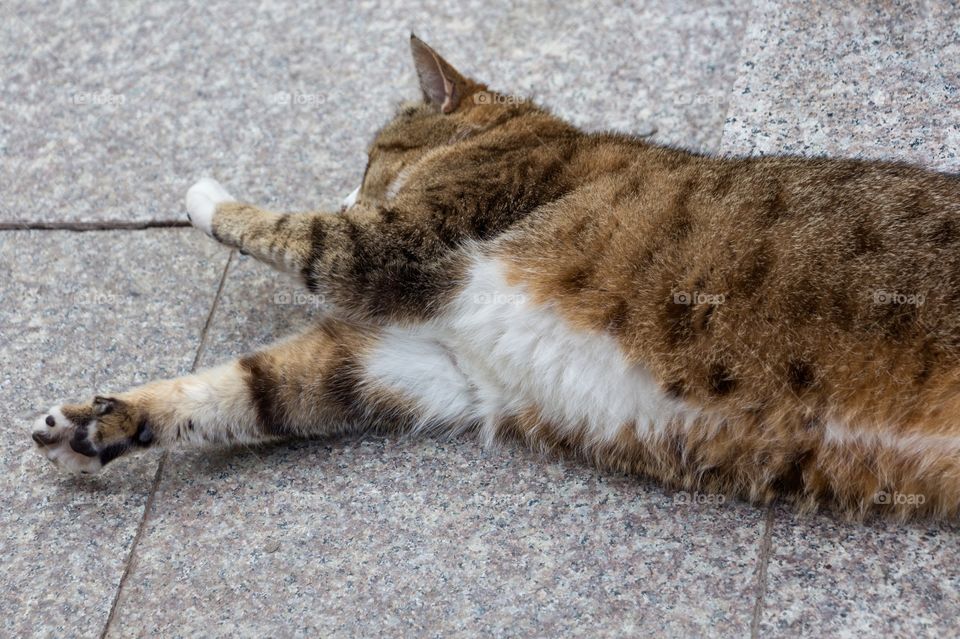 Cat lying on ground