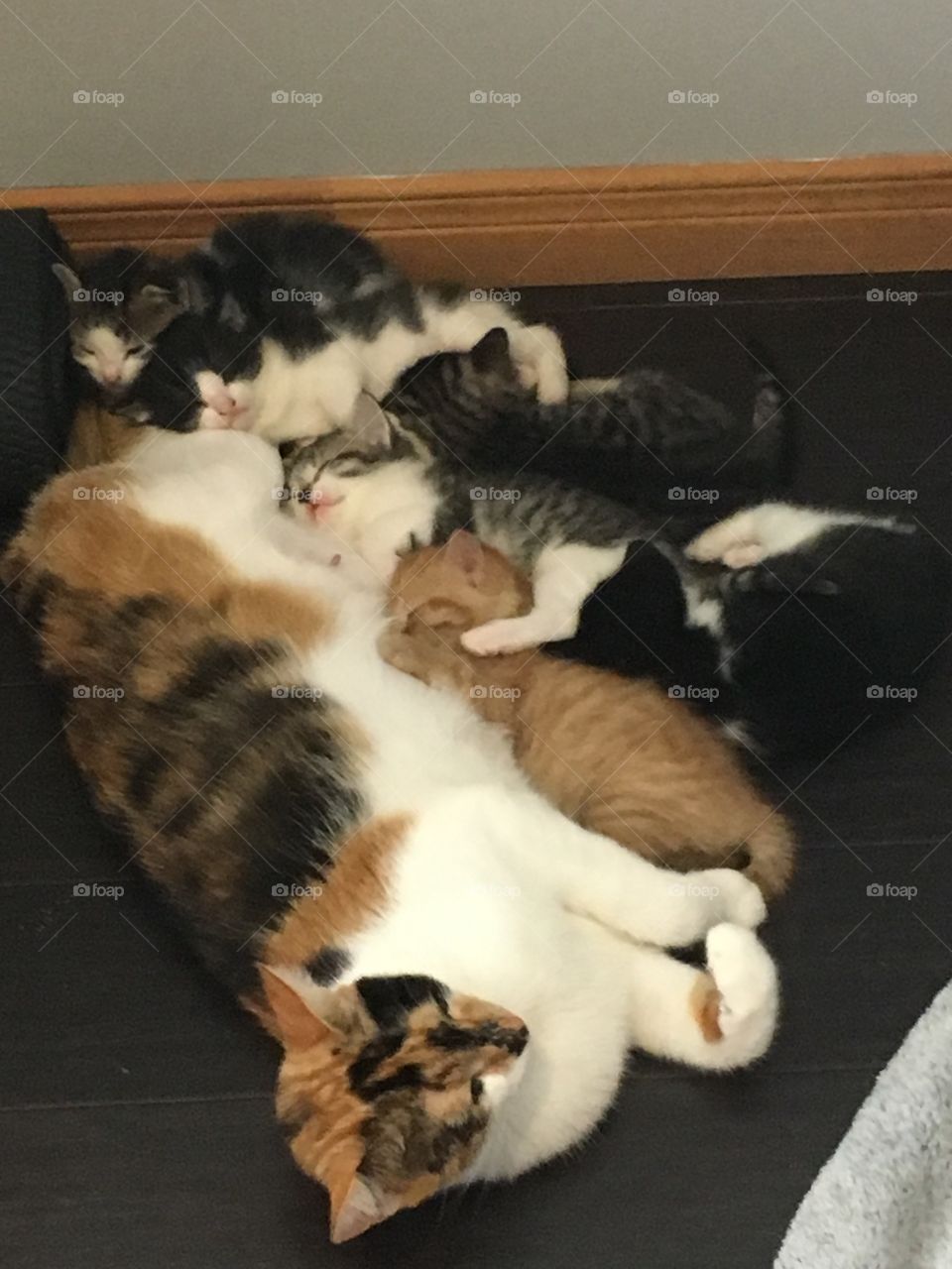 A happy family of kittens enjoying some snuggles.