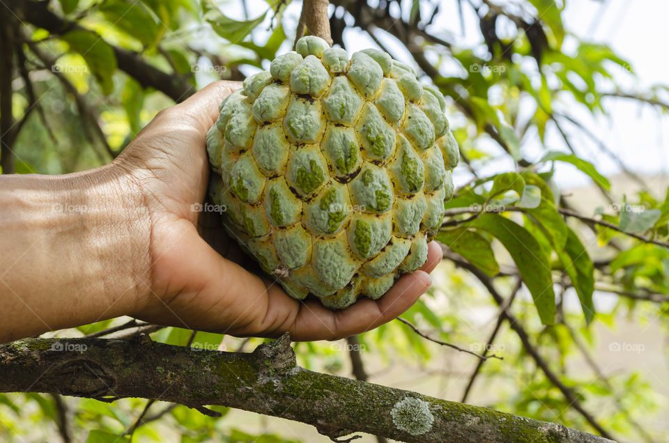 Holding Mature Sweetsop (Annoma Squamosa)