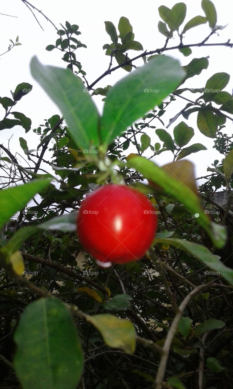 Nature, Leaf, Tree, Fruit, Branch
