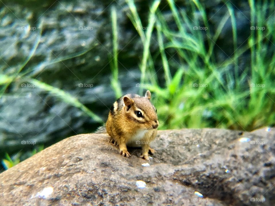 Chipmunk sitting on the light brown stone and looking. Surrounded by green grass. 