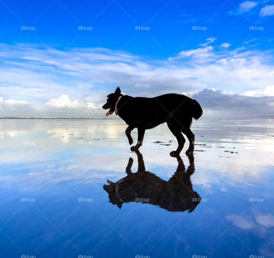 Dog on beach reflected on wet sand