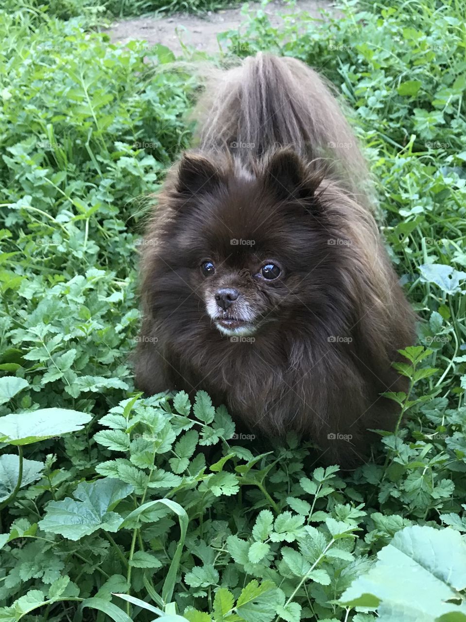 Pomeranian amidst greenery 